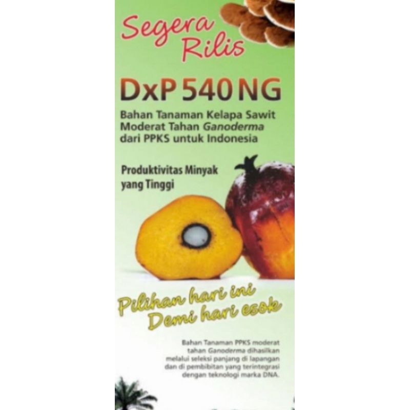 bibit kecambah sawit Dxp PPks 540