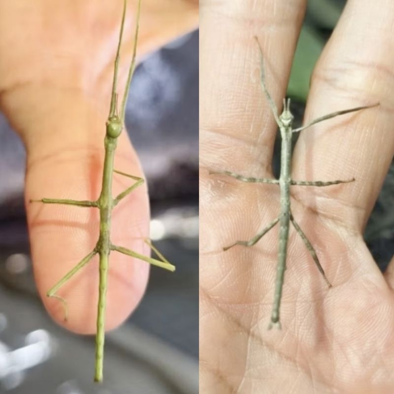 belalang tongkat baby