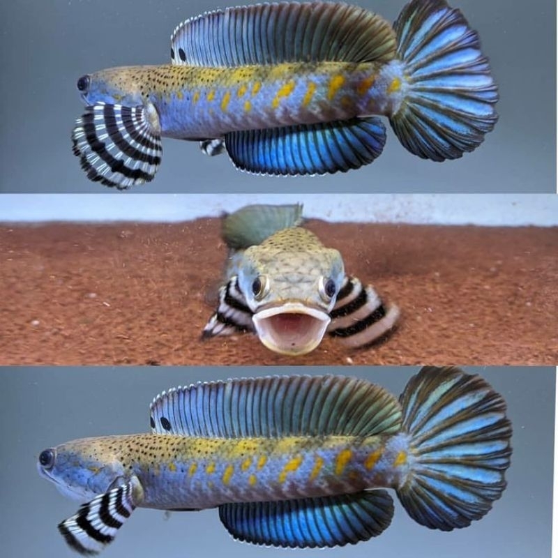 Ikan Hias Channa Blue Pulchra Size 6-8cm Ikan Channa Pulchra Ikan Channa Ikan Chana Ikan Gabus Hiasa