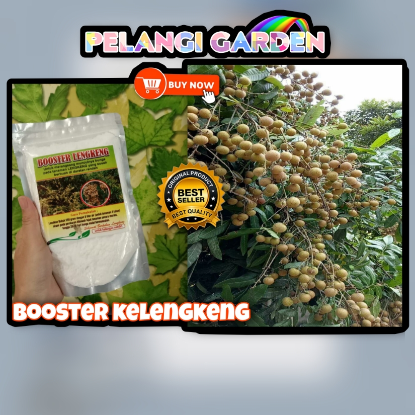 UNGGULAN  Booster Kelengkeng Stek, Booster Kelengkeng Terbaik