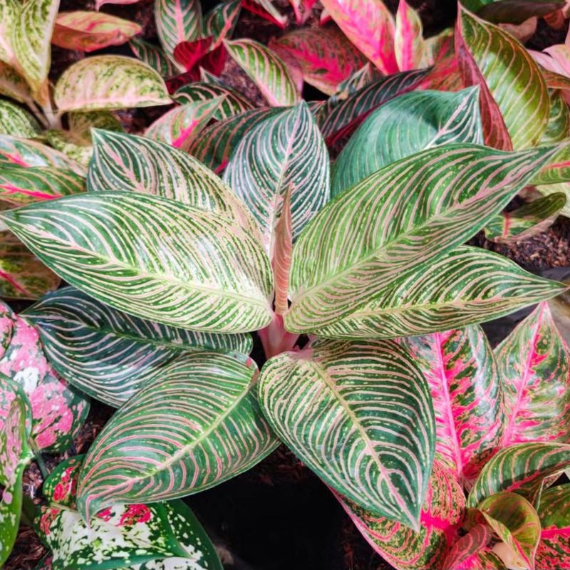 Aglonema Golden Hope Tanaman Hias Bunga Aglaonema Murah Merah BUKAN bonggol bibit - tanaman hias hid