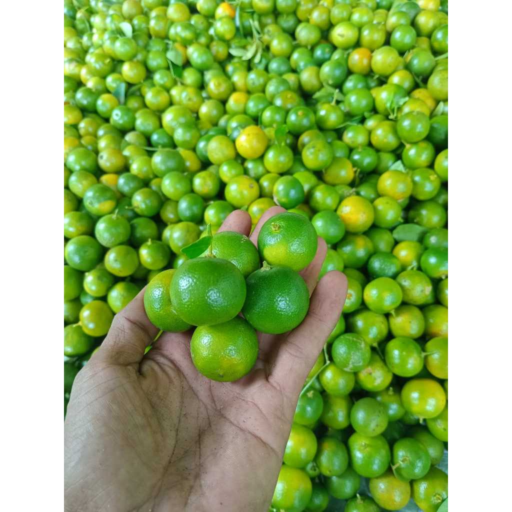 

1 Kg Jeruk Sonkit/ Jeruk Kasturi Segar