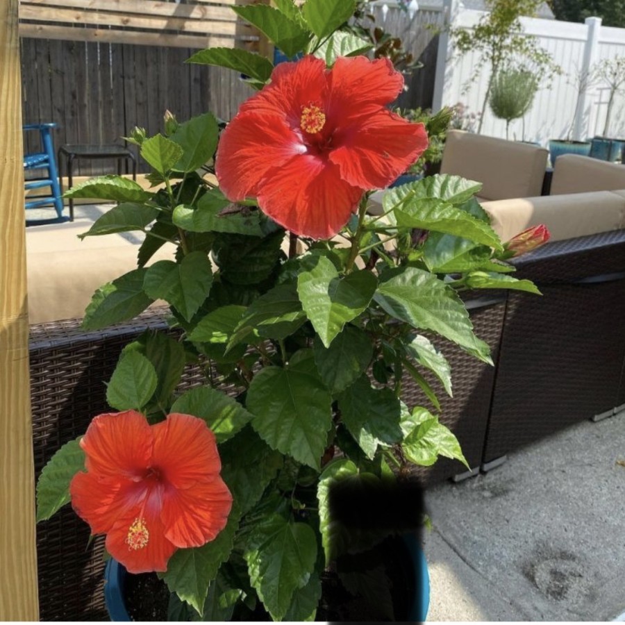 Tanaman hias kembang sepatu // bunga kembang sepatu