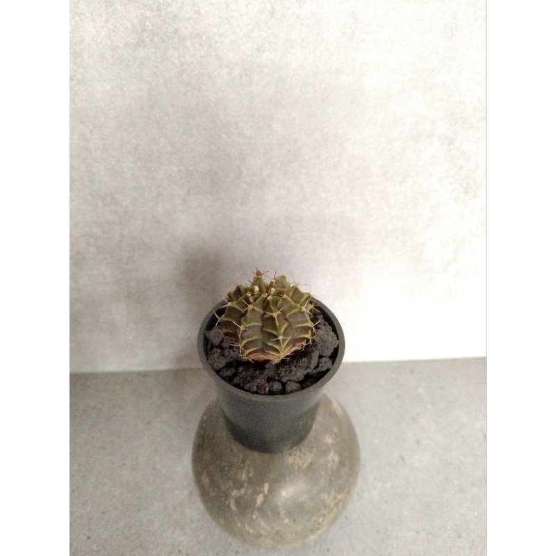 kaktus gymno miha hybrid