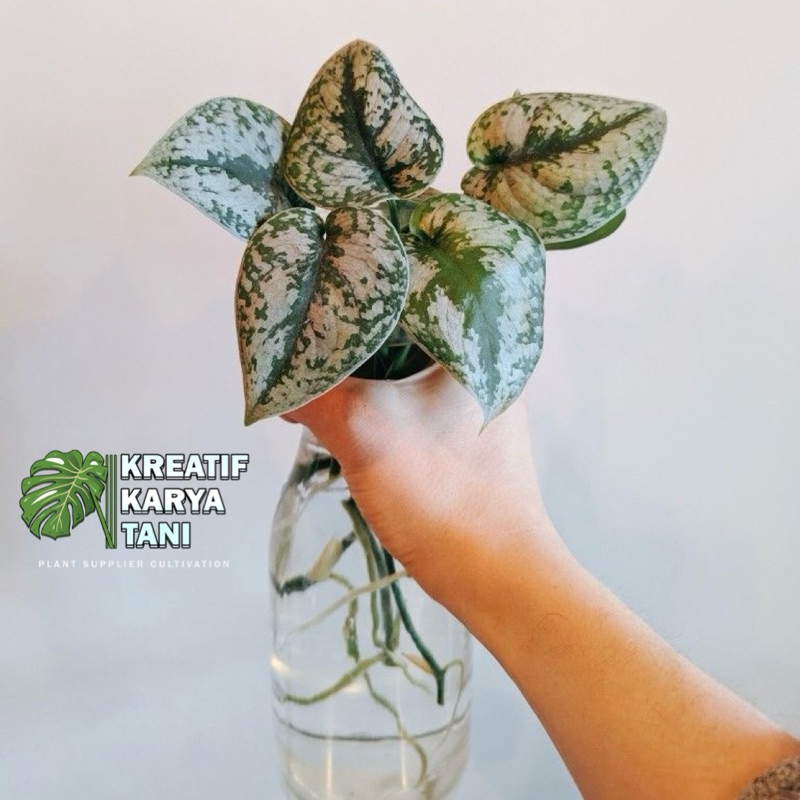 Tanaman hias sirih gading silver - Scindapsus silver sirih silver