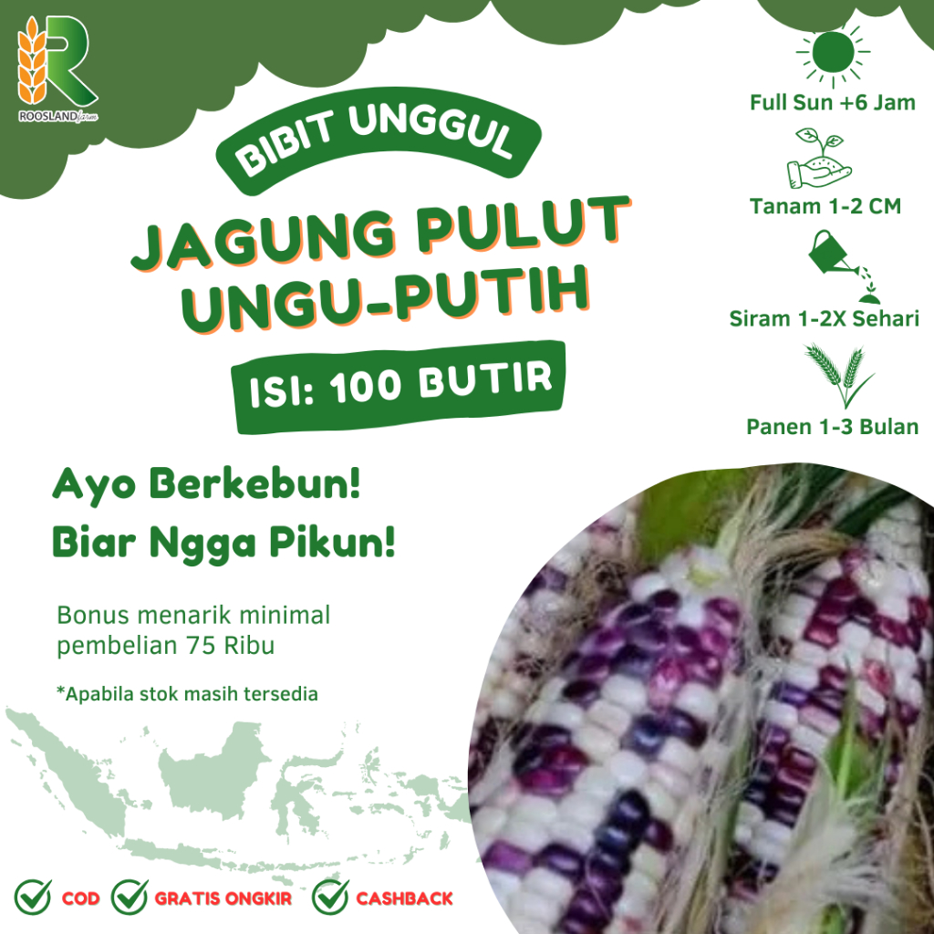 (100 BUTIR) BENIH BIJI JAGUNG PULUT PUTIH-UNGU KUALITAS UNGGUL