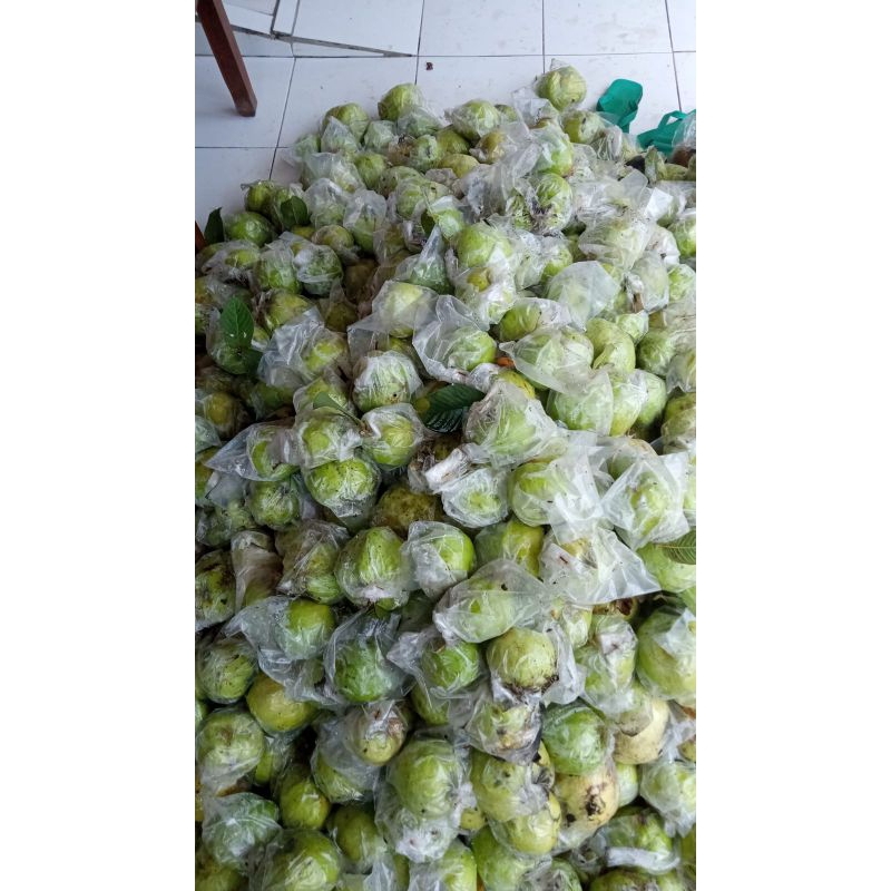 

jambu kristal kebumen