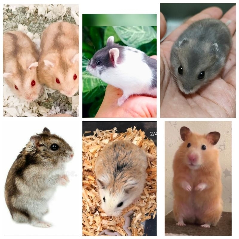 

RK HAMSTER SEMUA JENIS (KHUSUS GRAB JABODETABEK)