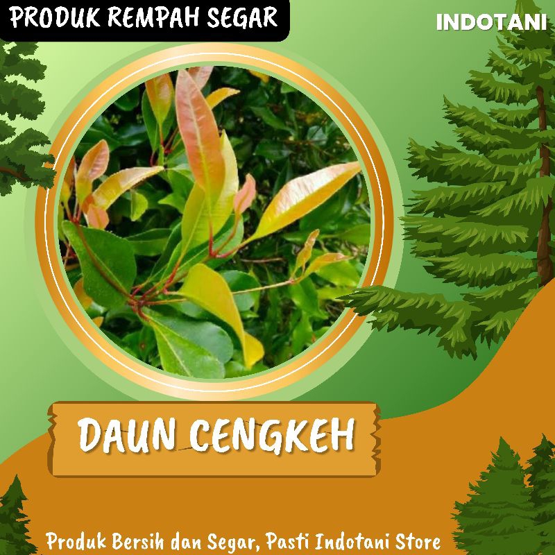 INDOTANI_ Daun Cengkeh Segar 250gr / Daun Cengkeh Basah 250gr / Daun Obat