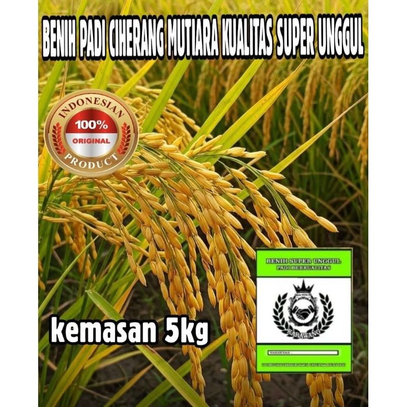 BENIH PADI CIHERANG MUTIARA KUALITAS SUPER UNGGUL KEMASAN 5KG