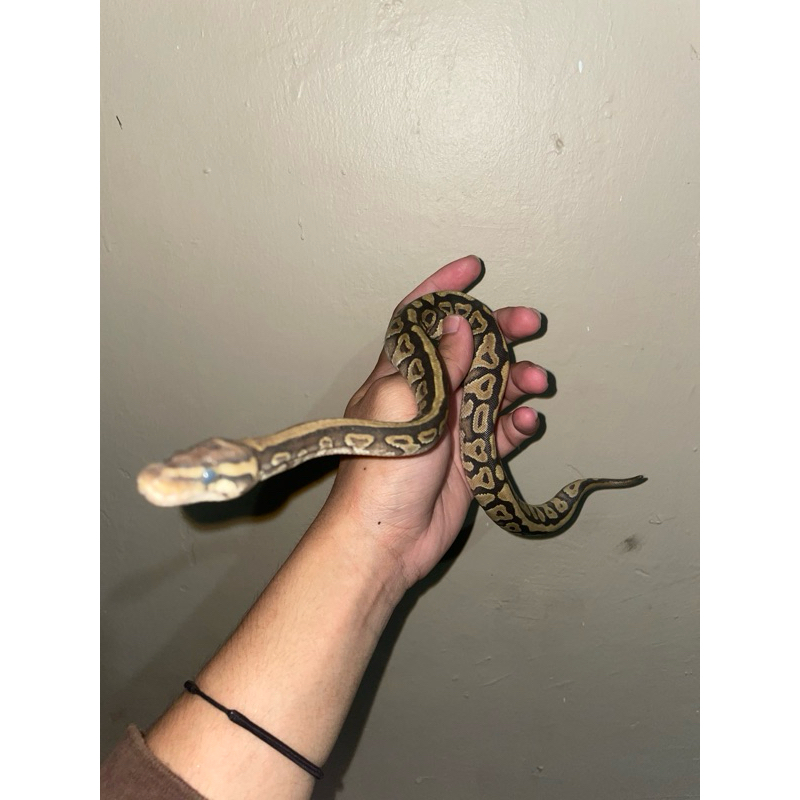 Ball Python mojave spotnose