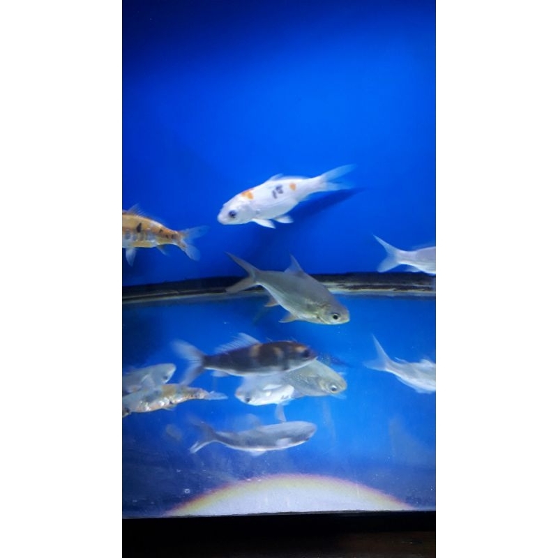 Bibit Ikan Koi