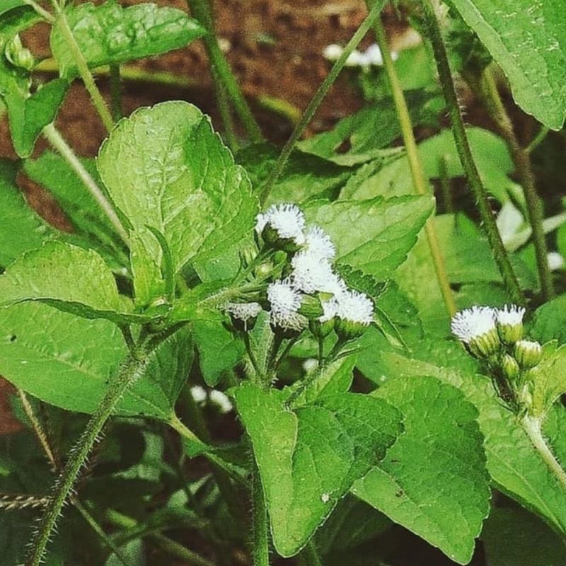 

ready daun bandotan atau bandotan 1kg siap petik naon pestisida