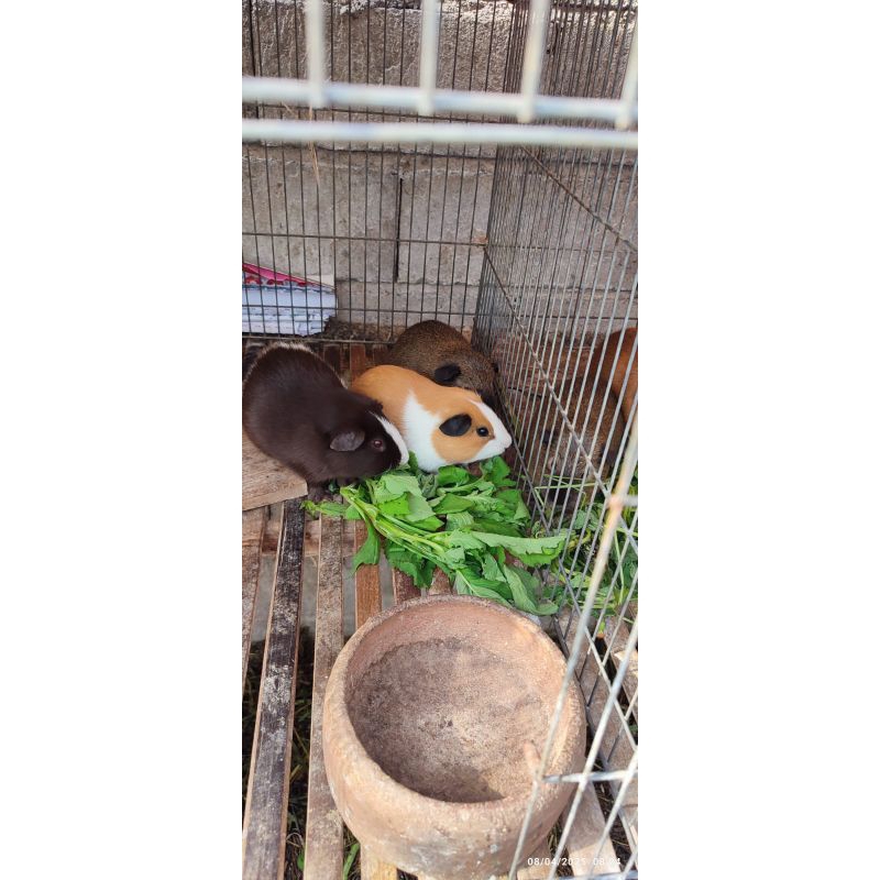 Guinea Pig american marmut hias indukan
