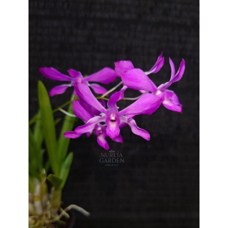 Dendrobium Mini Pearl