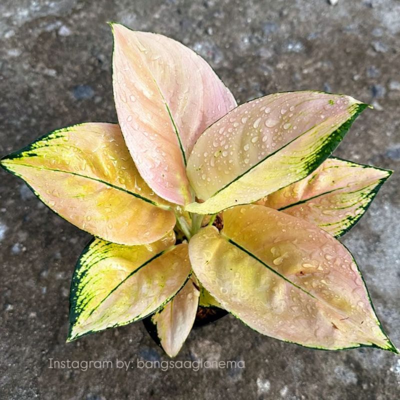 Aglonema Monalisa Tanaman Hias Bunga Aglaonema Murah Merah BUKAN bonggol bibit - tanaman hias hidup 