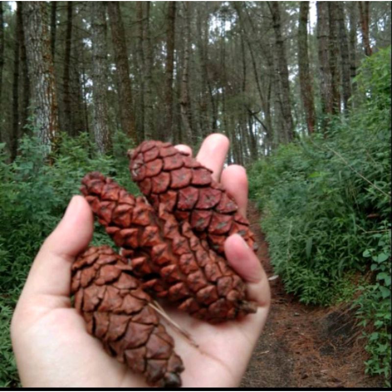 

buah pohon pinus kering