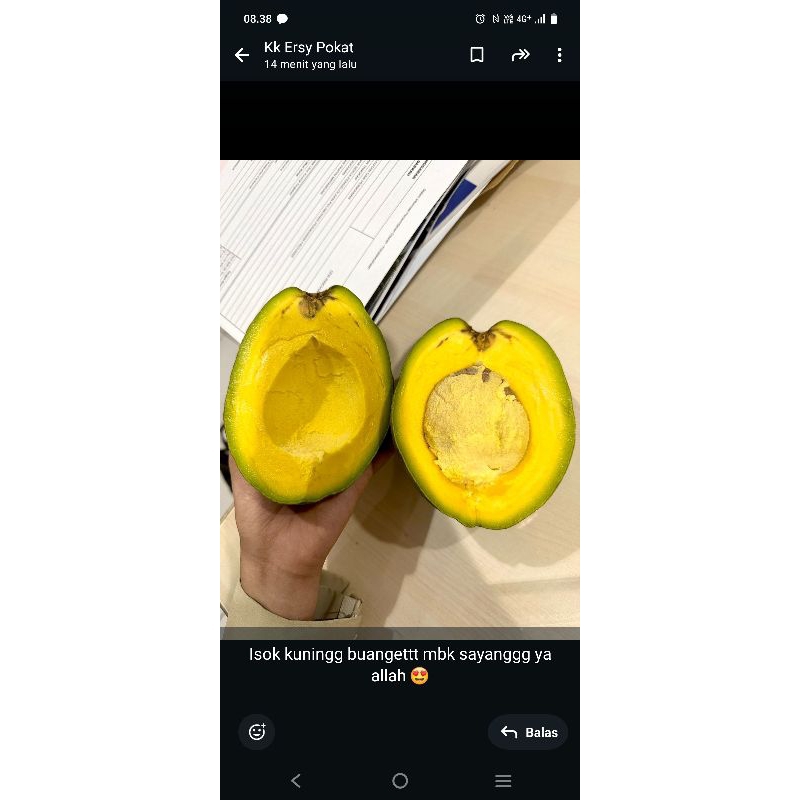 

alpukat miki, 4 kg, jumbo isi 7-8