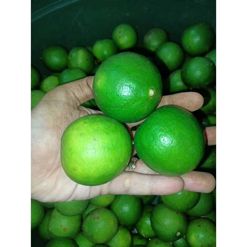 

JERUK NIPIS PREMIUM + SEGAR || ES KUWUT, SOTO 100% FRESH PANEN DIKEBUN || HARGA 1KG MURAH BANGET ||