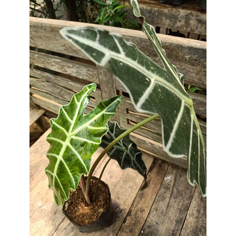 Tanaman Hias Bibit Bunga Keladi Amazon