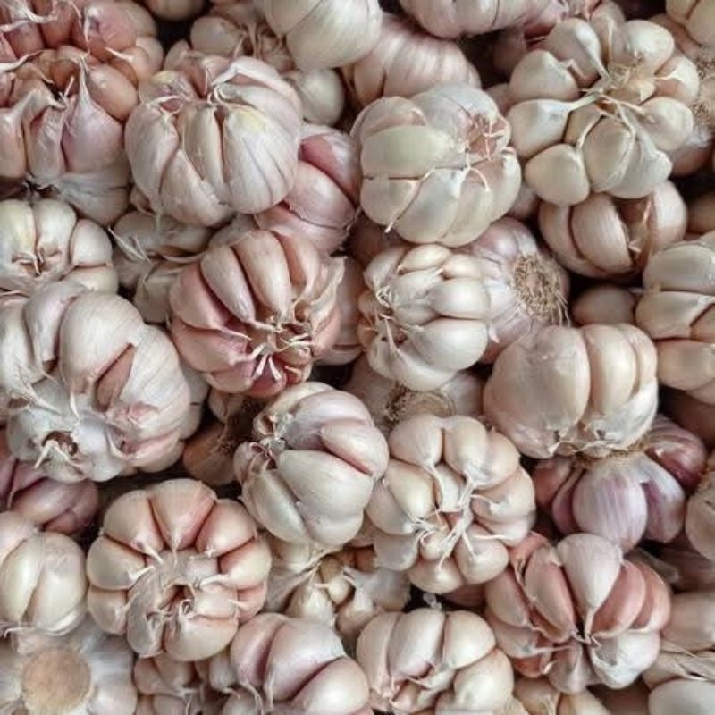 

Bawang putih super 100 kilo