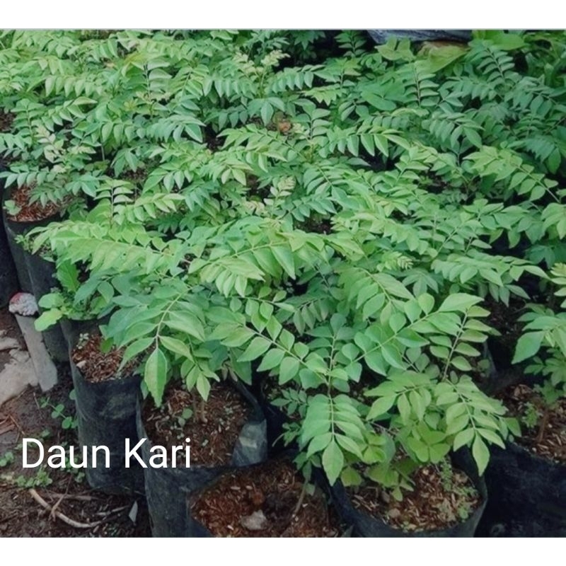 Bibit tanaman daun kari