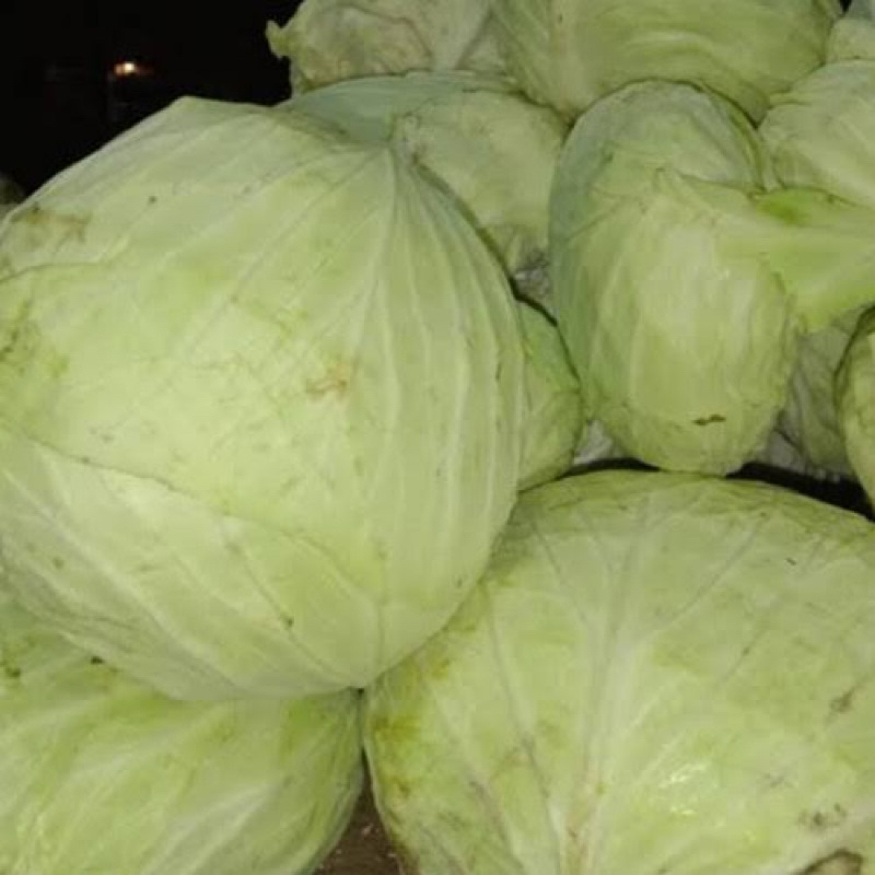 

sayur kol kubis gubis fresh putih sidoarjo