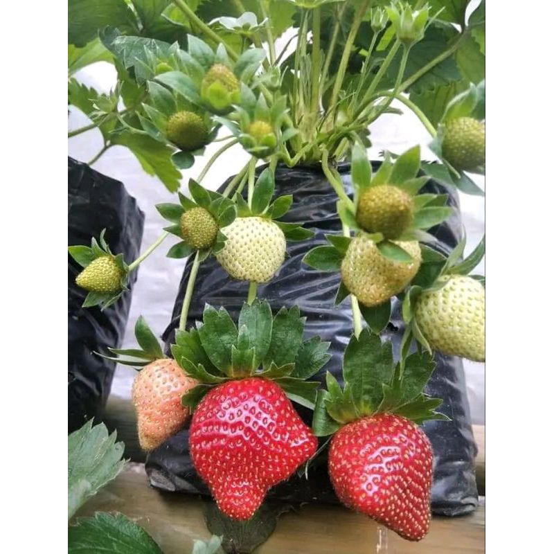 ready bibit strawberry buahnya jumbo manis