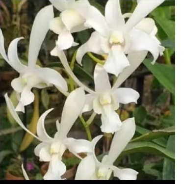 tanaman hias anggrek dendrobium Caesar white-capung jawa