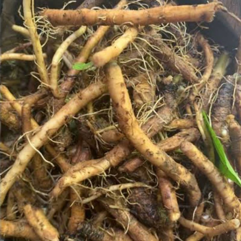 

Akar daun tempuyung segar 250 gram