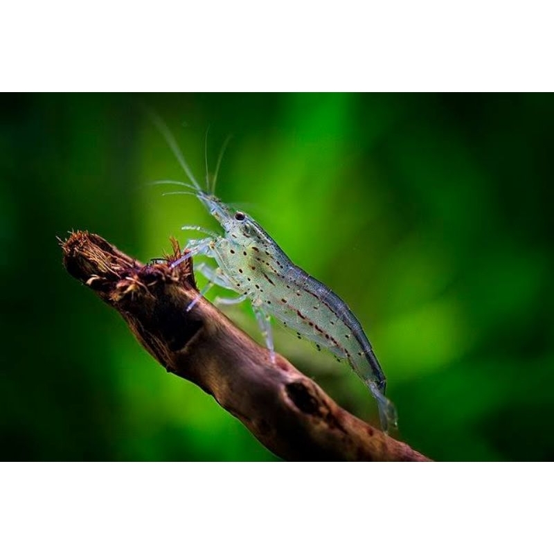 Amano Shrimp/Pembersih alga Aquascape