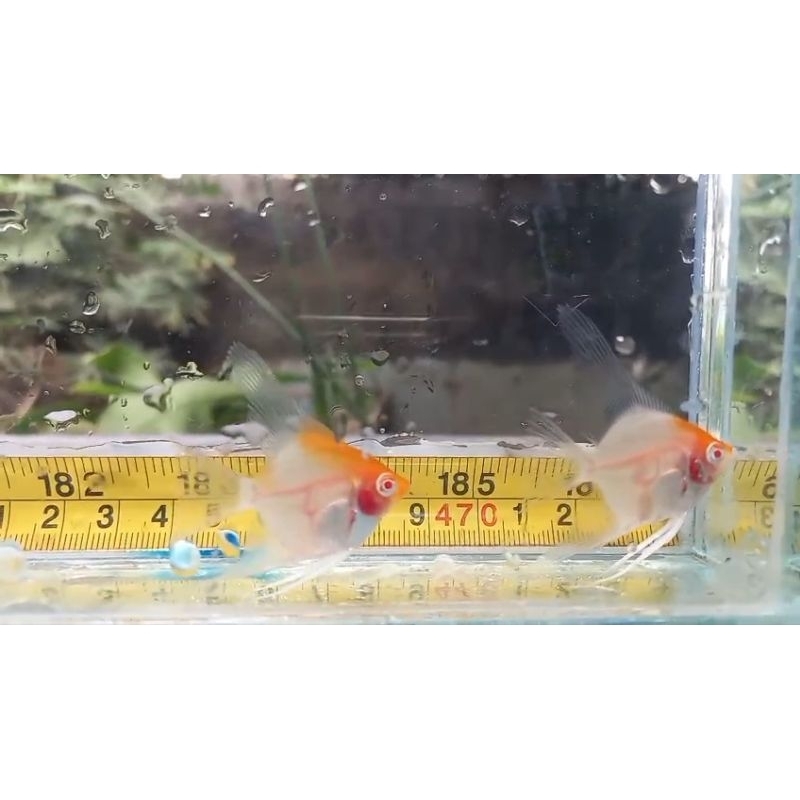 manfish redcape albino