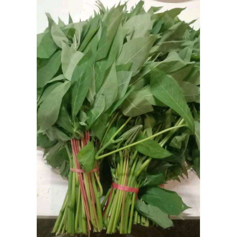 

Daun singkong muda fres langsung petik harga untuk 1 iket 200 gr