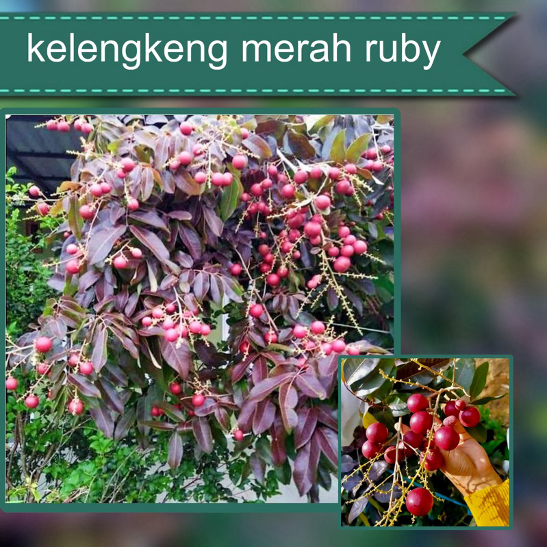 Bibit Kelengkeng Merah Ruby Tabulampot (Berbunga)