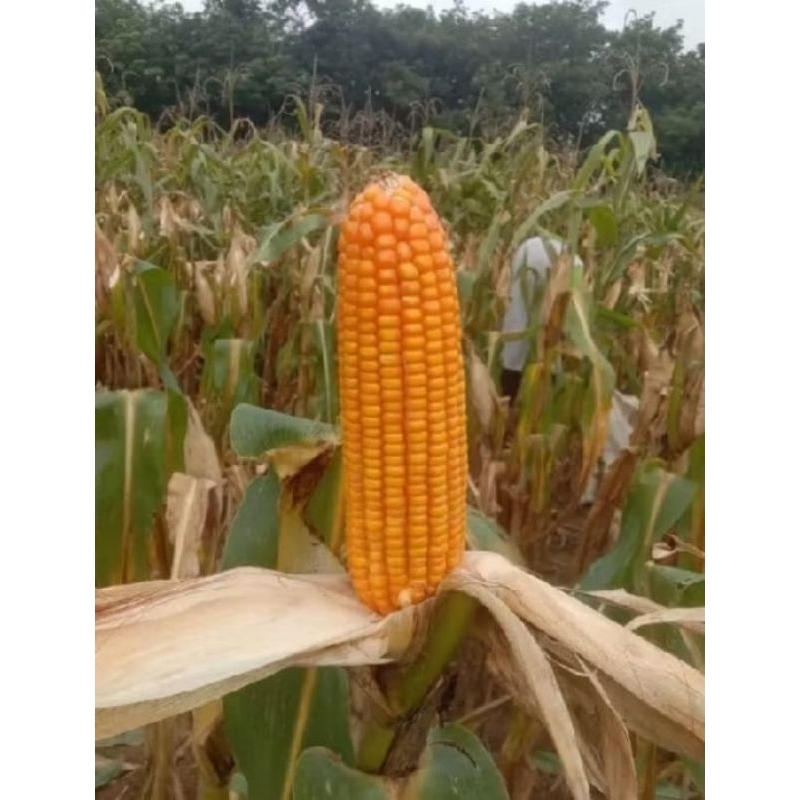 Raflezia 1Kg Benih Jagung Hibrida Nk6172 Perkasa Bibit Benih Jagung Super