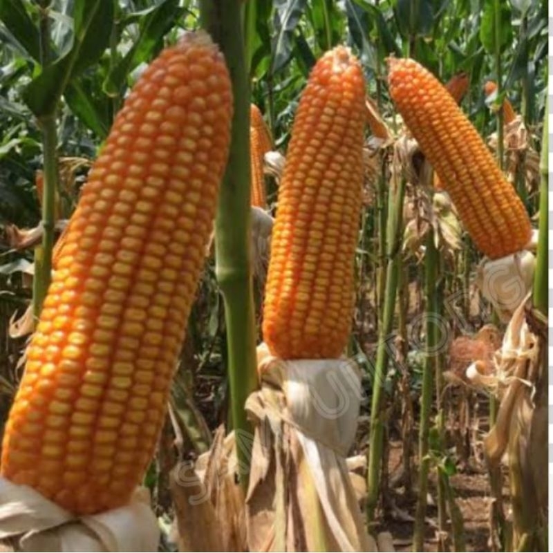 1KG benih JAGUNG hibrida NK6172 PERKASA bibit benih jagung super