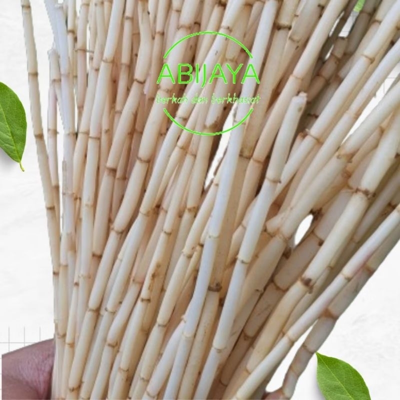 

AKAR ALANG ALANG SEGAR 1 KG