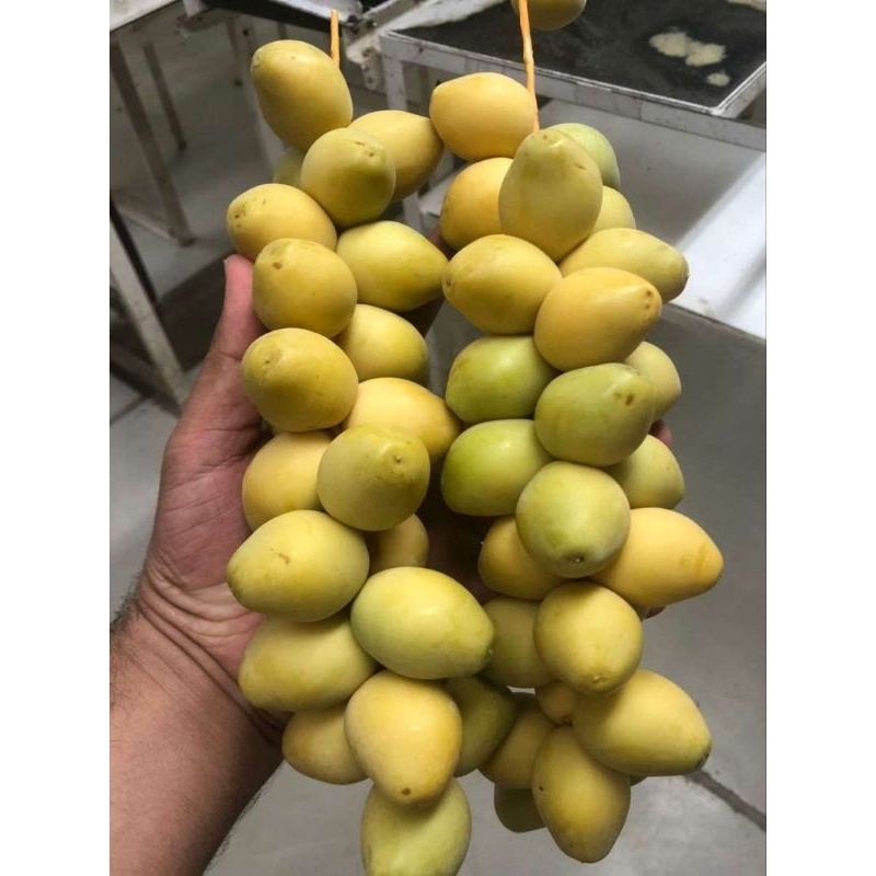 

kurma muda kuming untuk promil