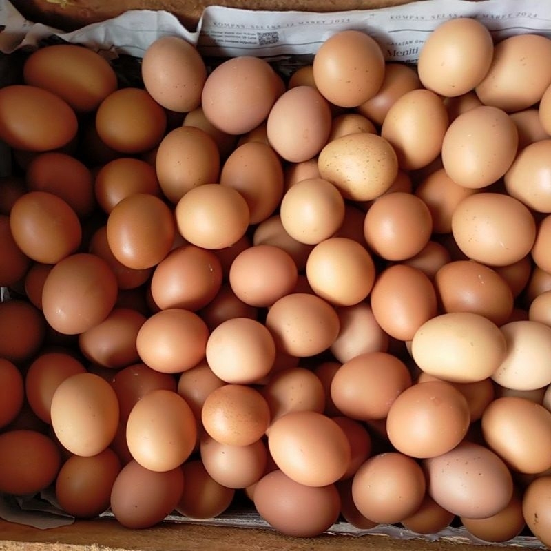 

Telur Ayam Negeri 6 butir