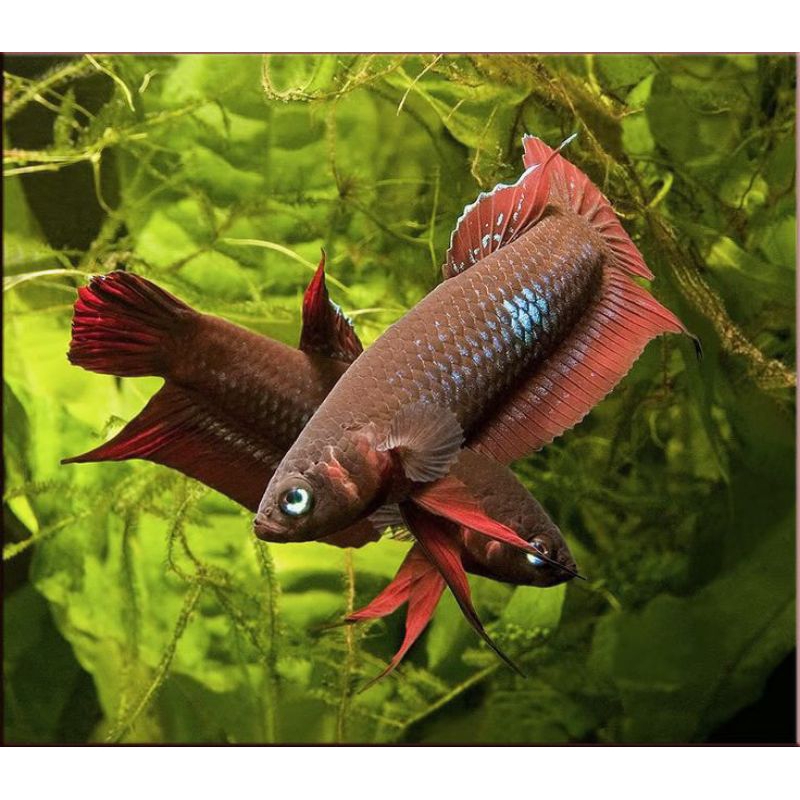 hiasan aquarium cupang sepasang, isi 2ekor