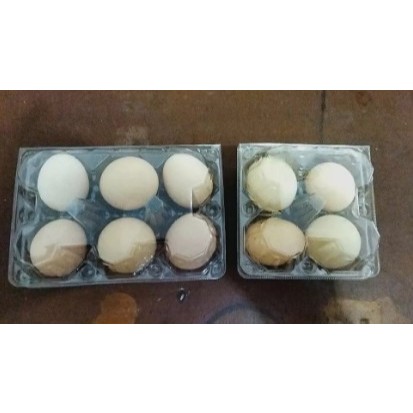 TRAY MIKA TELUR AYAM BEBEK ISI 2 , 4 , 6 [ ISI 20 PCS ]