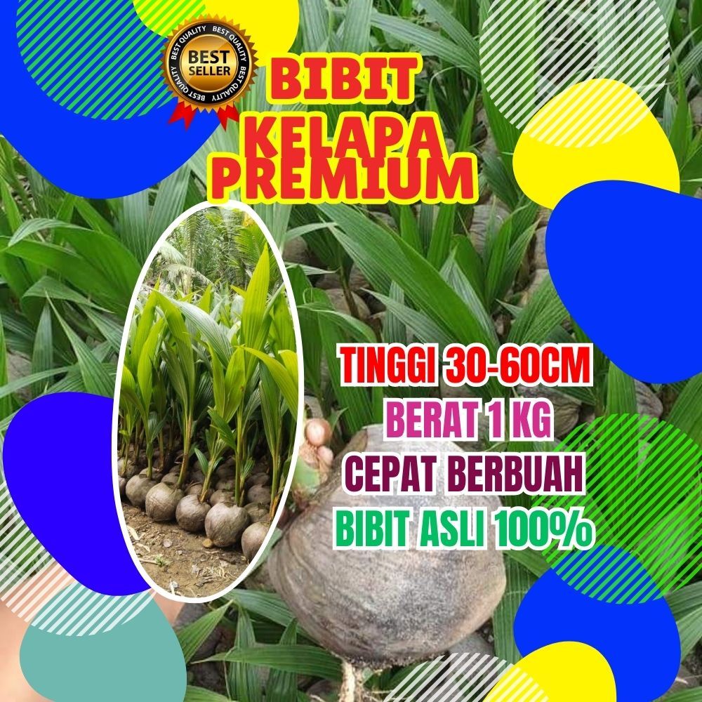 PALING DICARI.. Pohon Kelapa Kopyor Besar, Pohon Kelapa Kopyor Genjah