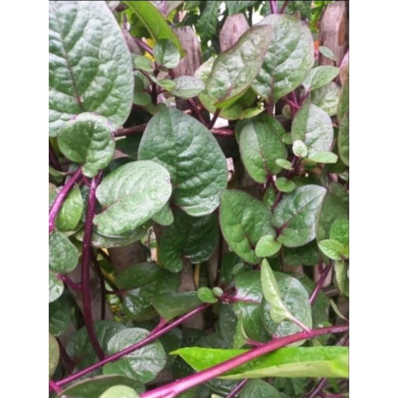 

Daun Binahong Segar Organik Dan Asli 50 Lembar