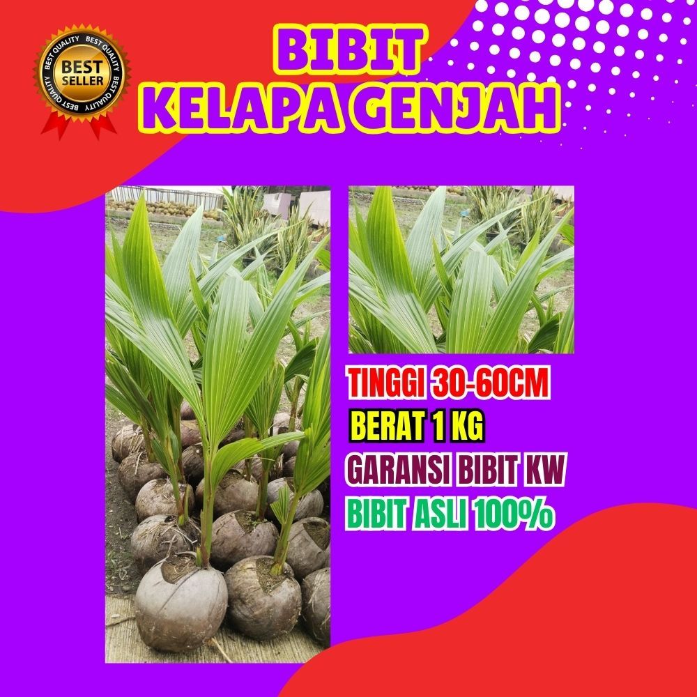 BIBIT UNGGUL.. Pohon Kelapa Kopyor Original, Pohon Kelapa Kopyor Pati