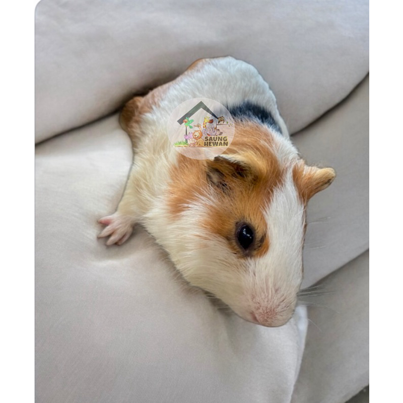 Marmut Guinea Pig sehat lucu peliharan