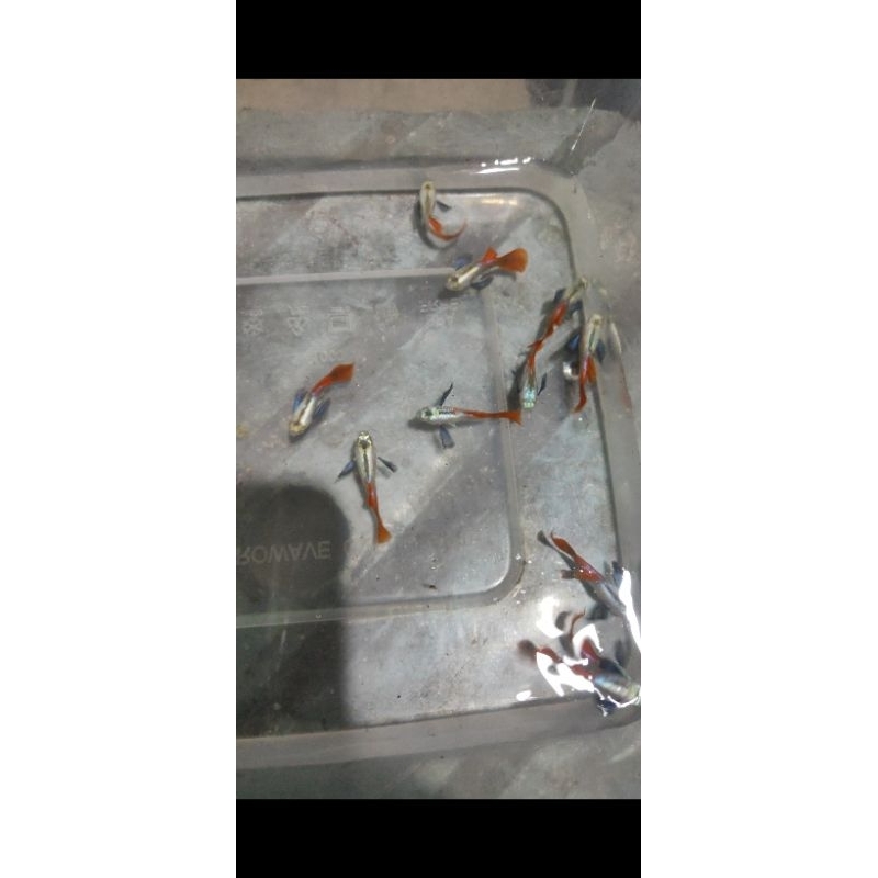 Ikan Guppy Indukan platinum red tail dumbo ear PRTDE