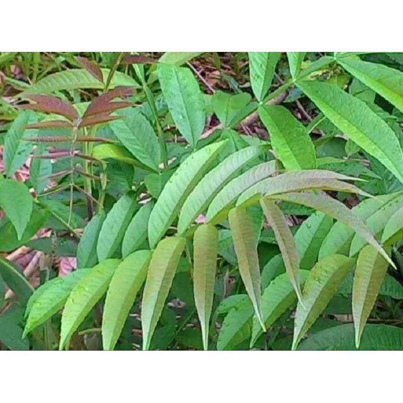 

DAUN SUNGKAI SEGAR (JATI WALANA)