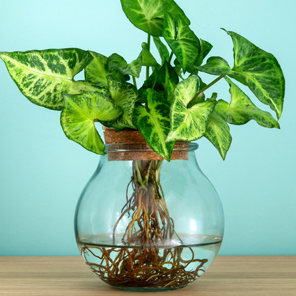 Tanaman Air Singonium ~ tanaman hias meja / indoor syngonium podophyllum