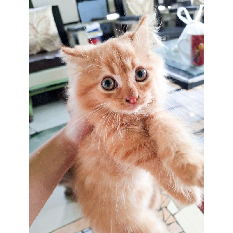 Adopsi kucing kitten mixdom gembul bulu lebat panjang