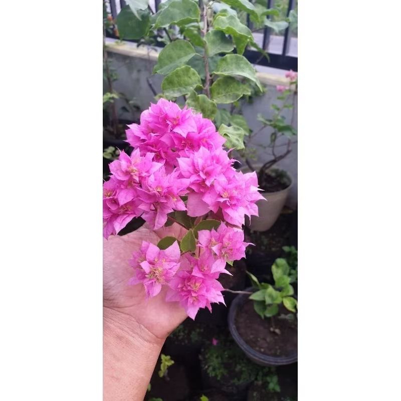 bunga bougenville import hawai pink